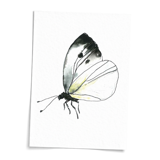 Card A6 - Cabbage White